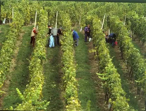 Vinogradnistvo In Klet Mirko In Boris Ockerl Slovenia Slovenija Maribor Pohorje Vladimir Tos 1