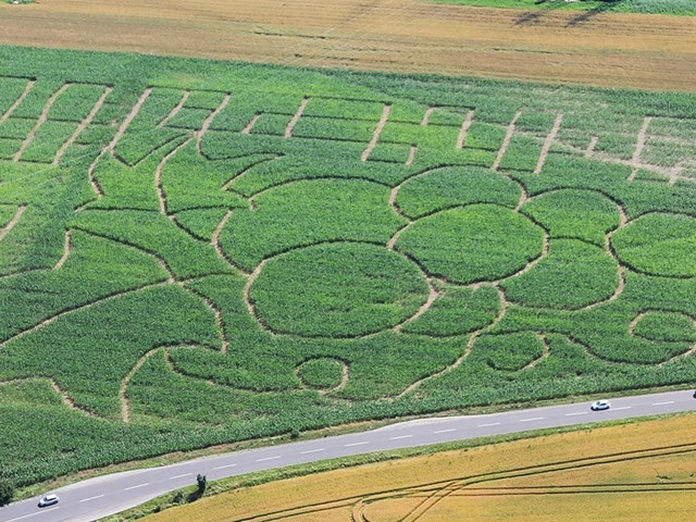 Maribor Corn Maze