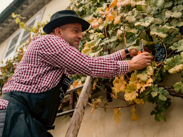 The ceremonious grape harvest of the oldest vine in the world
