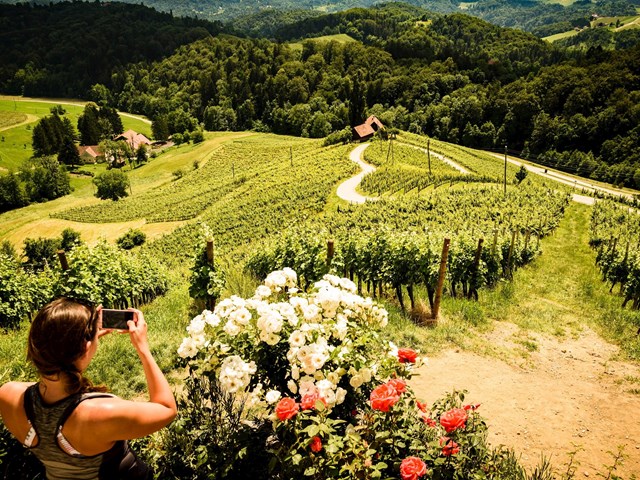 Romantični razgled sredi vinogradov