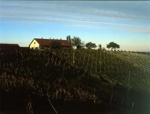 Vinogradnistvo Kraner Plateis Slovenia Slovenija Maribor Pohorje Vladimir Tos 2