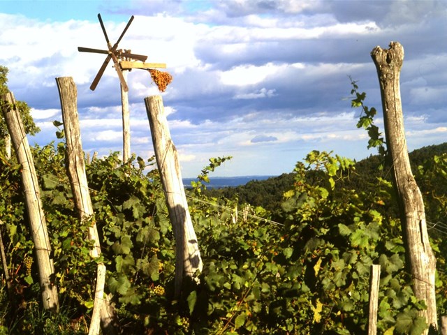 Ekološka kmetija in vinotoč Hauptman