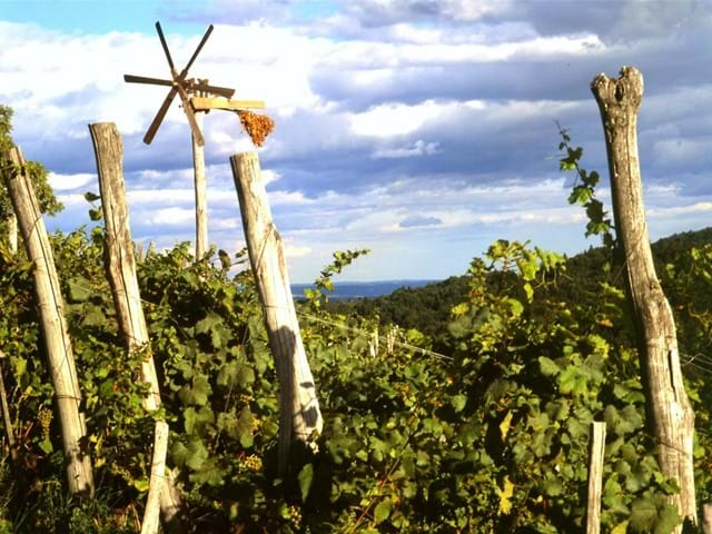 Azienda agricola biologica e cantina Hauptman