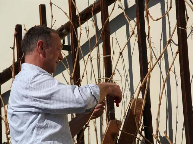 Pruning of the Oldest Grapevine, the oldest grapevine in the world