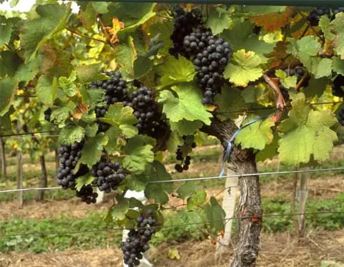 Vinogradnistvo In Klet Mirko In Boris Ockerl Slovenia Slovenija Maribor Pohorje Vladimir Tos 2