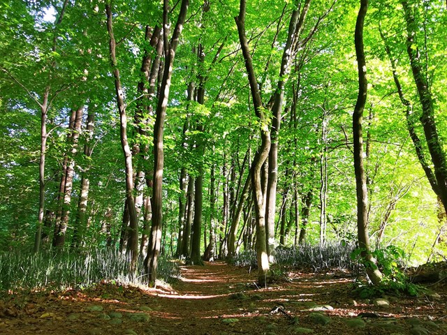 Nature trail Mariborski otok