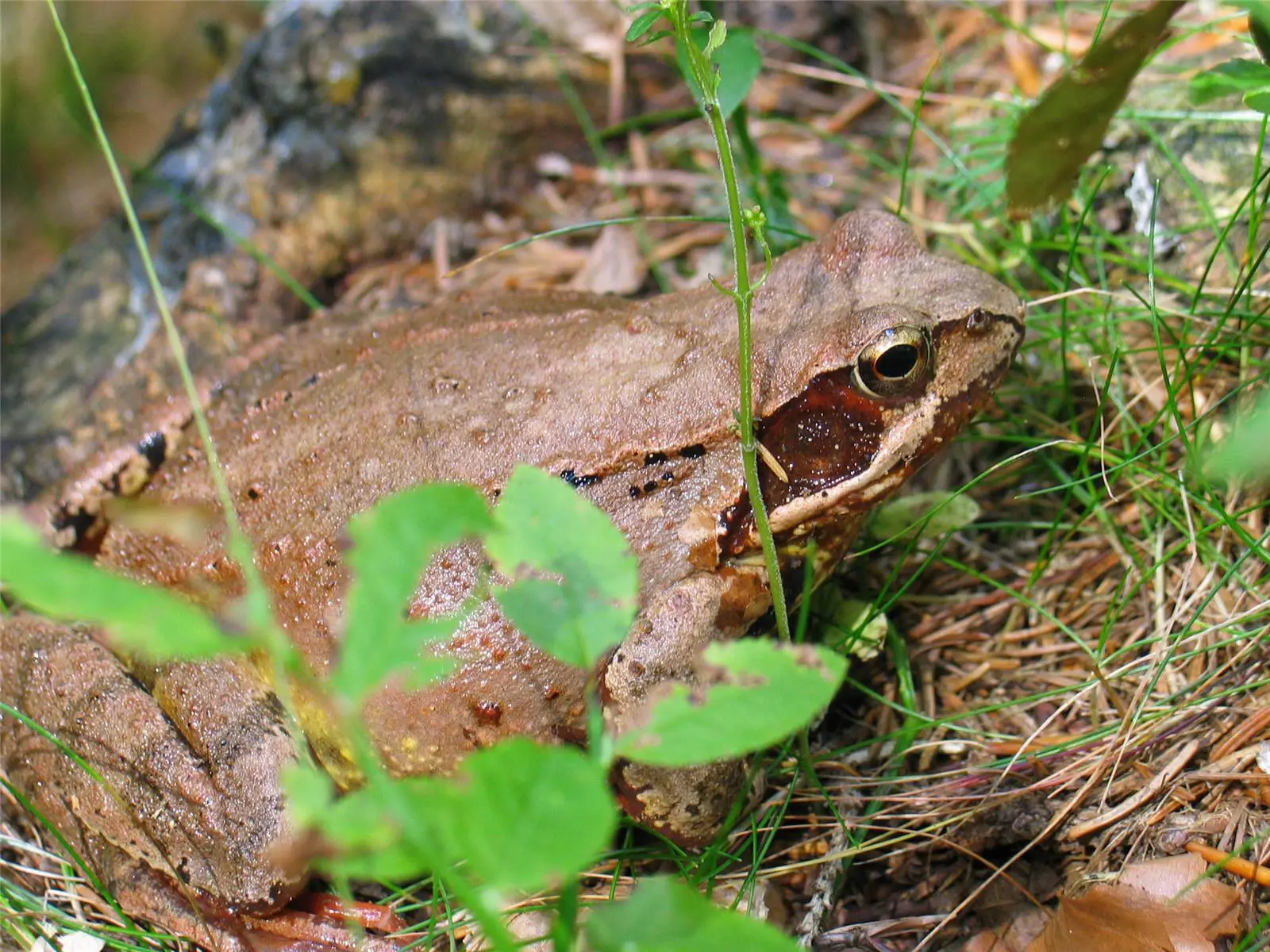 Akvarij Terarij Slovenia Slovenija Maribor Pohorje Marko Petrej