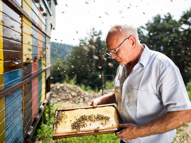 Svetovni dan čebel