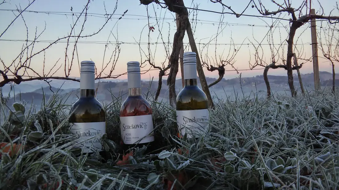 Vina Senecnik Maribor Pohorje Slovenija Slovenia Matjaz Vertus 2