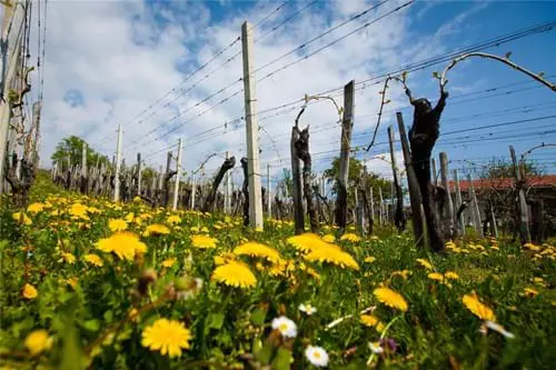Vinogradnistvozorjanvinogradsloveniaslovenijamariborpohorjedomengroegl16