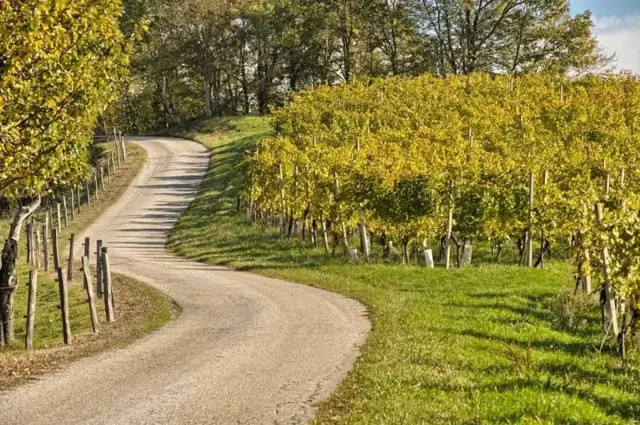 Vinogradi