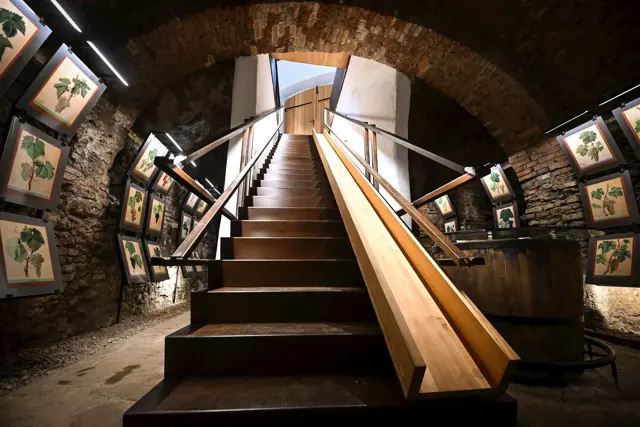 Mom Muzej Najstarejse Trte 2022 Slovenia Visit Maribor Pigac Si 3