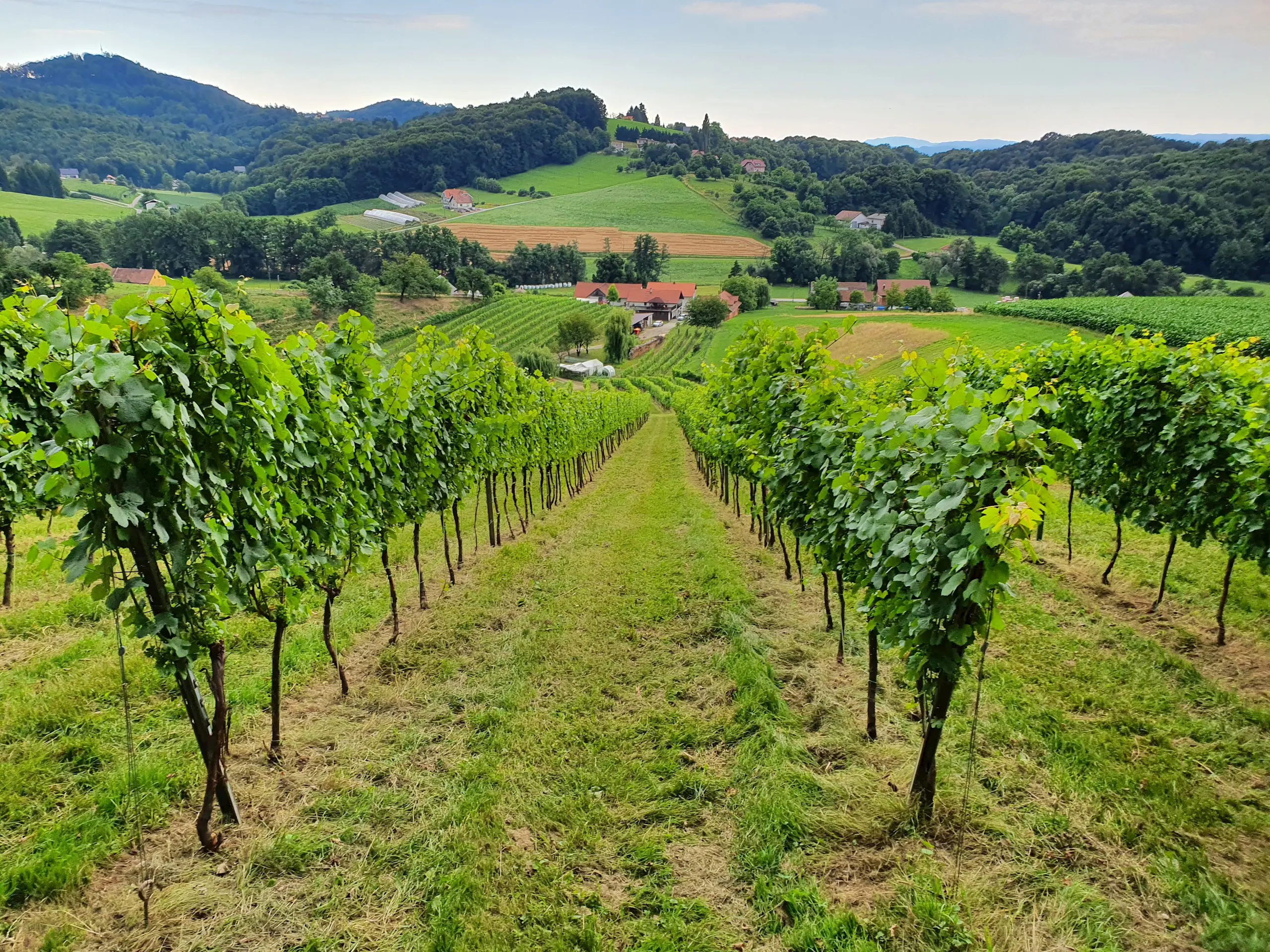 Hisa Vin Kokol Maribor Pohorje Slovenija Sloveniaj Petra N Ploj