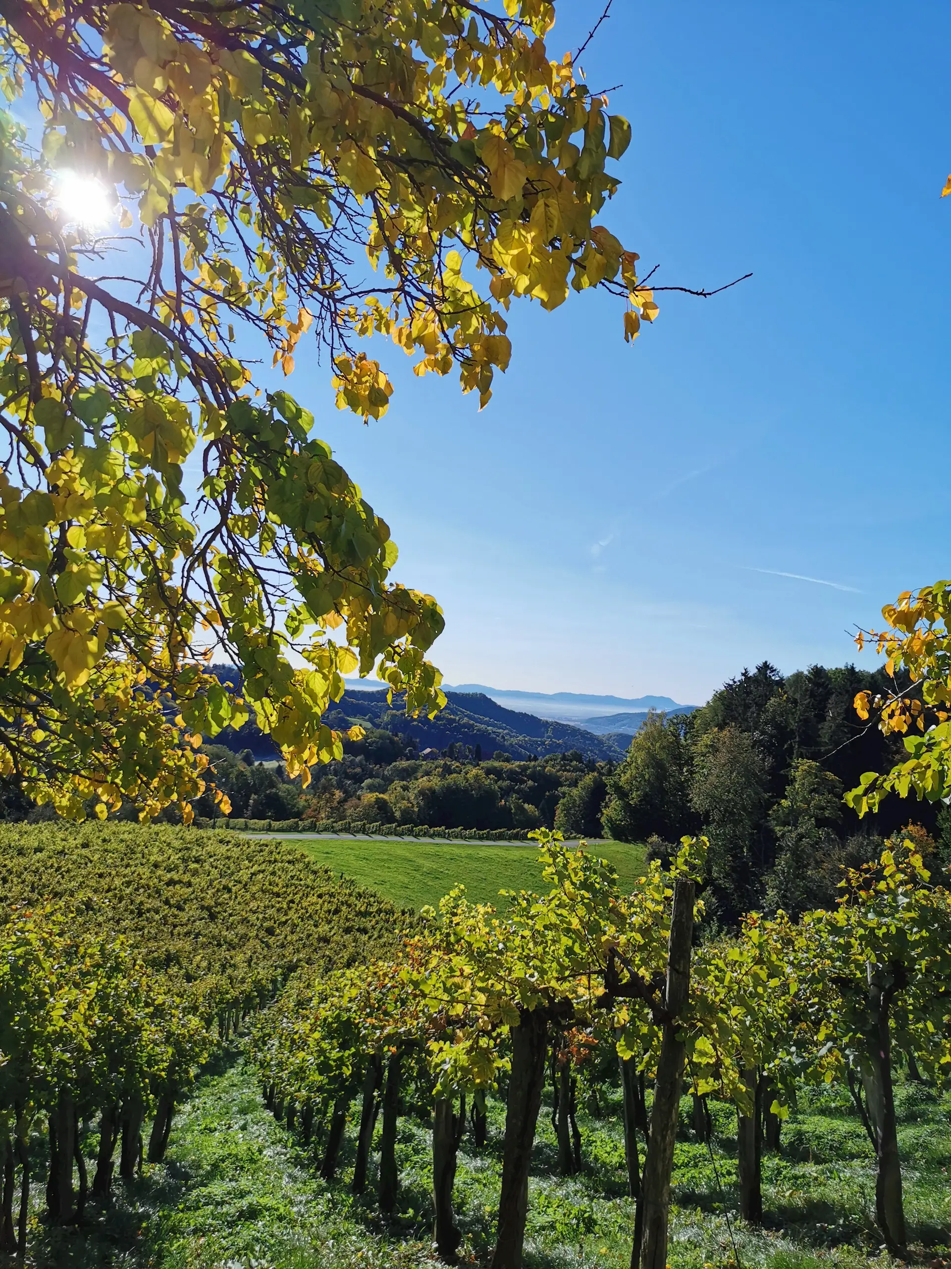 Vino Hlade Maribor Pohorje Slovenia Slovenija 4