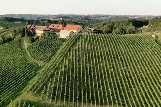 Vina Brac Ko Maribor Pohorje Slovenija Slovenia Arhiv Vina Brac Ko 1
