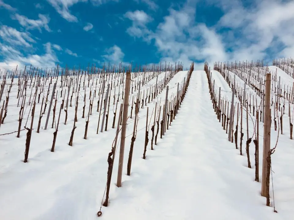 Vinograd Pozimi