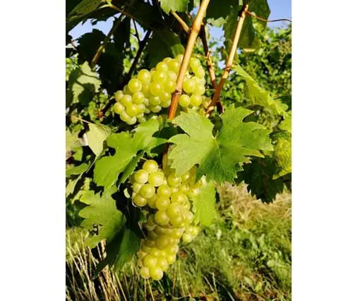 3 Vina Martinus Osebni Arhiv