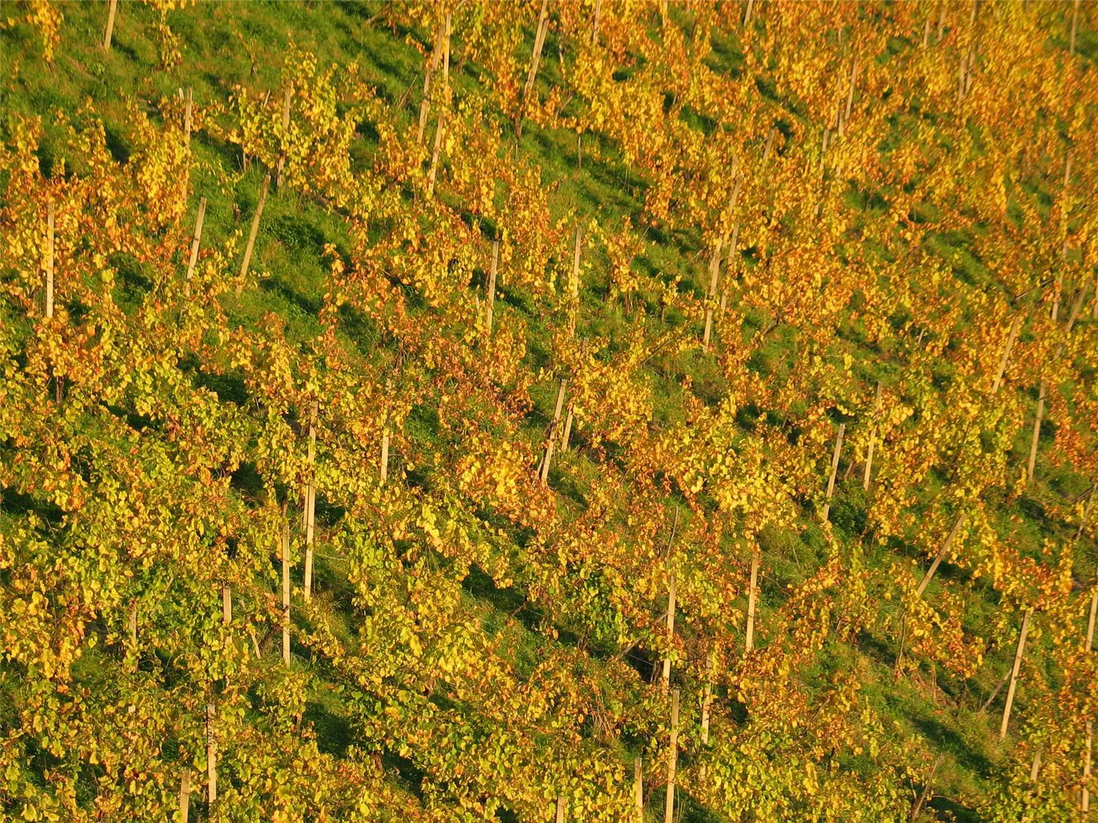 Vinograd3 Slovenija Maribor Pohorje Marko Petrej