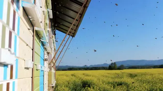 Cebelarstvo Mr Bee Repica Polje Nase Najboljse Maribor Pohorje Slovenija Slovenia Arhiv Cebelarstvo Mr Bee