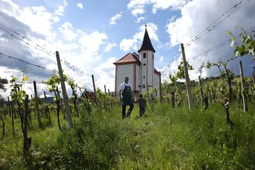 1 Vina Martinus Foto Nino Verdnik