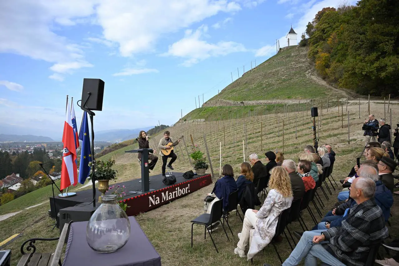 Zasaditev Vinograda Piramida 24