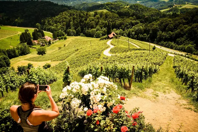 Srce Med Vinogradi Svecina Spicnik Maribor Pohorje Slovenija Slovenia Shutterstock Przemek Iciak