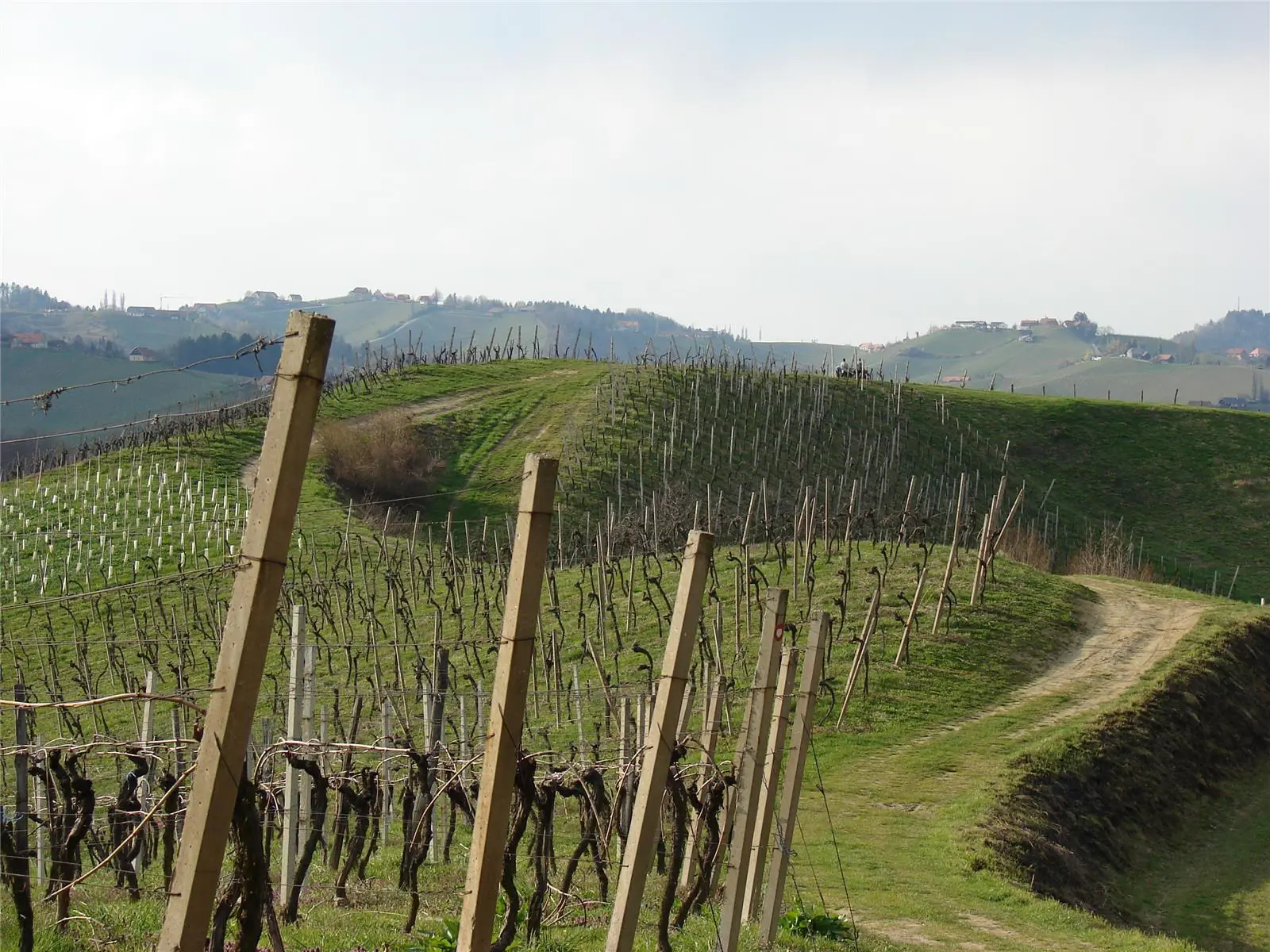 Vinogradnistvo Leber Vracko Slovenia Slovenija Maribor Pohorje Katja Leber Vracko 2