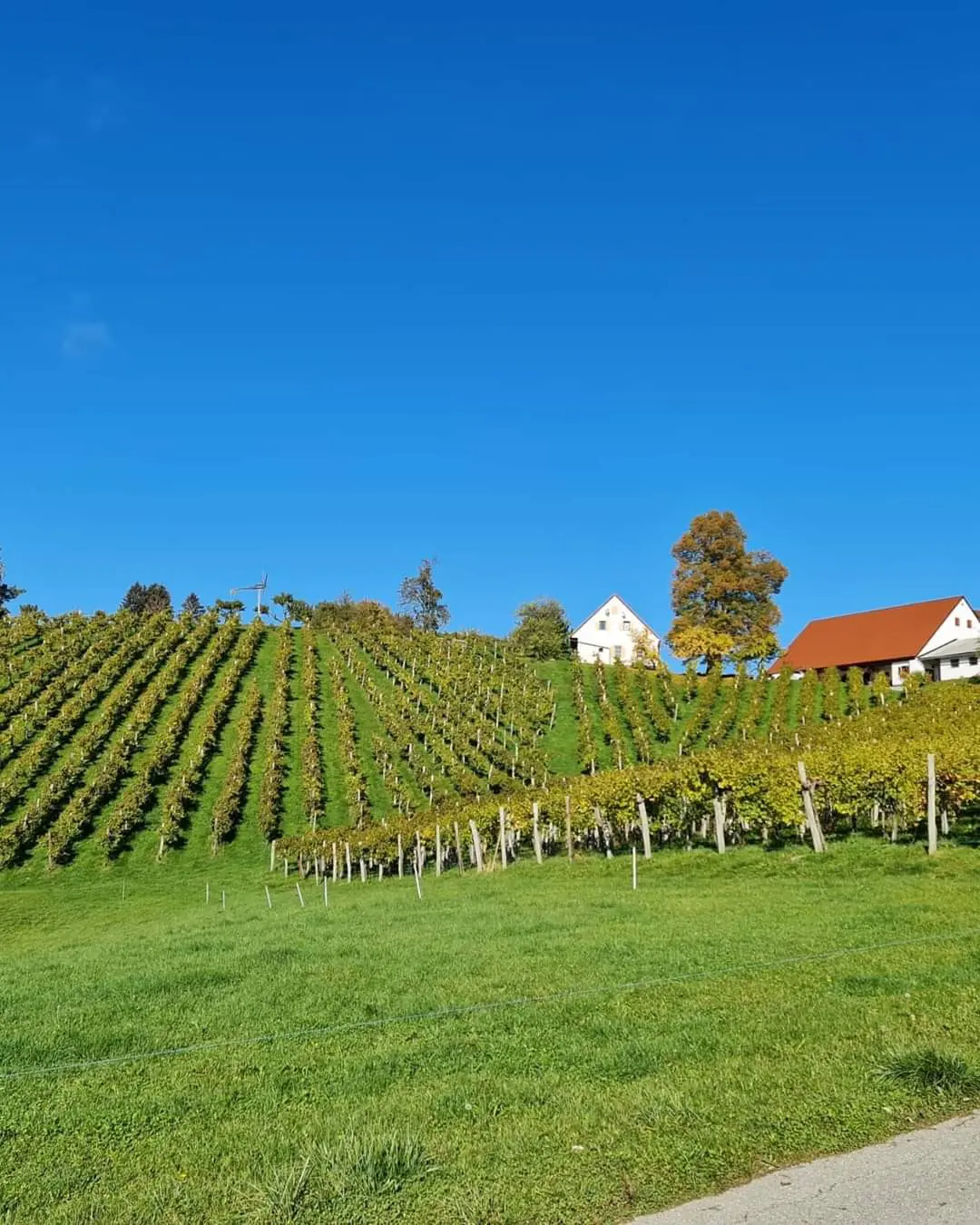Vino Hlade Maribor Pohorje Slovenia Slovenija 1