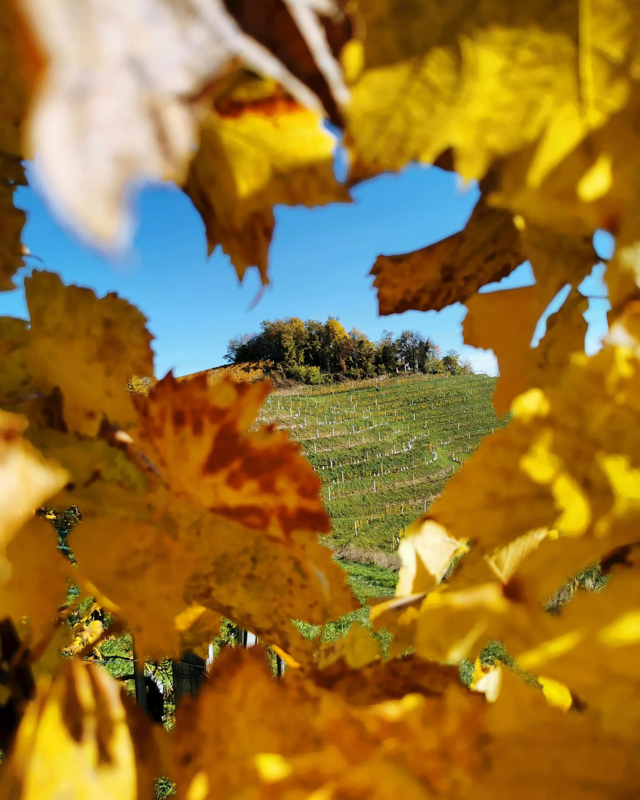 Vino Hlade Maribor Pohorje Slovenia Slovenija 6