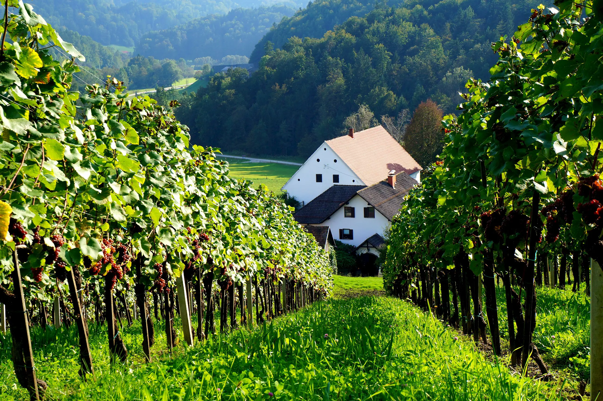 Winery