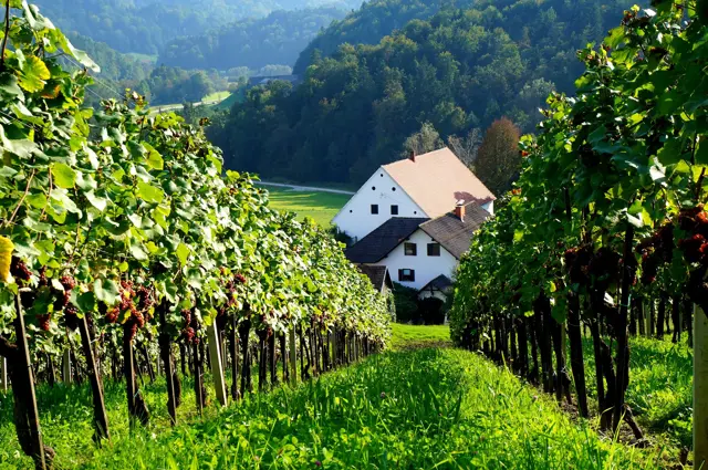 Winery