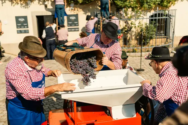 Festival Najstarejse Trte 2026 40 Praznik Trgatve Najstarejse Trte Vinarji Sara Rezar 135