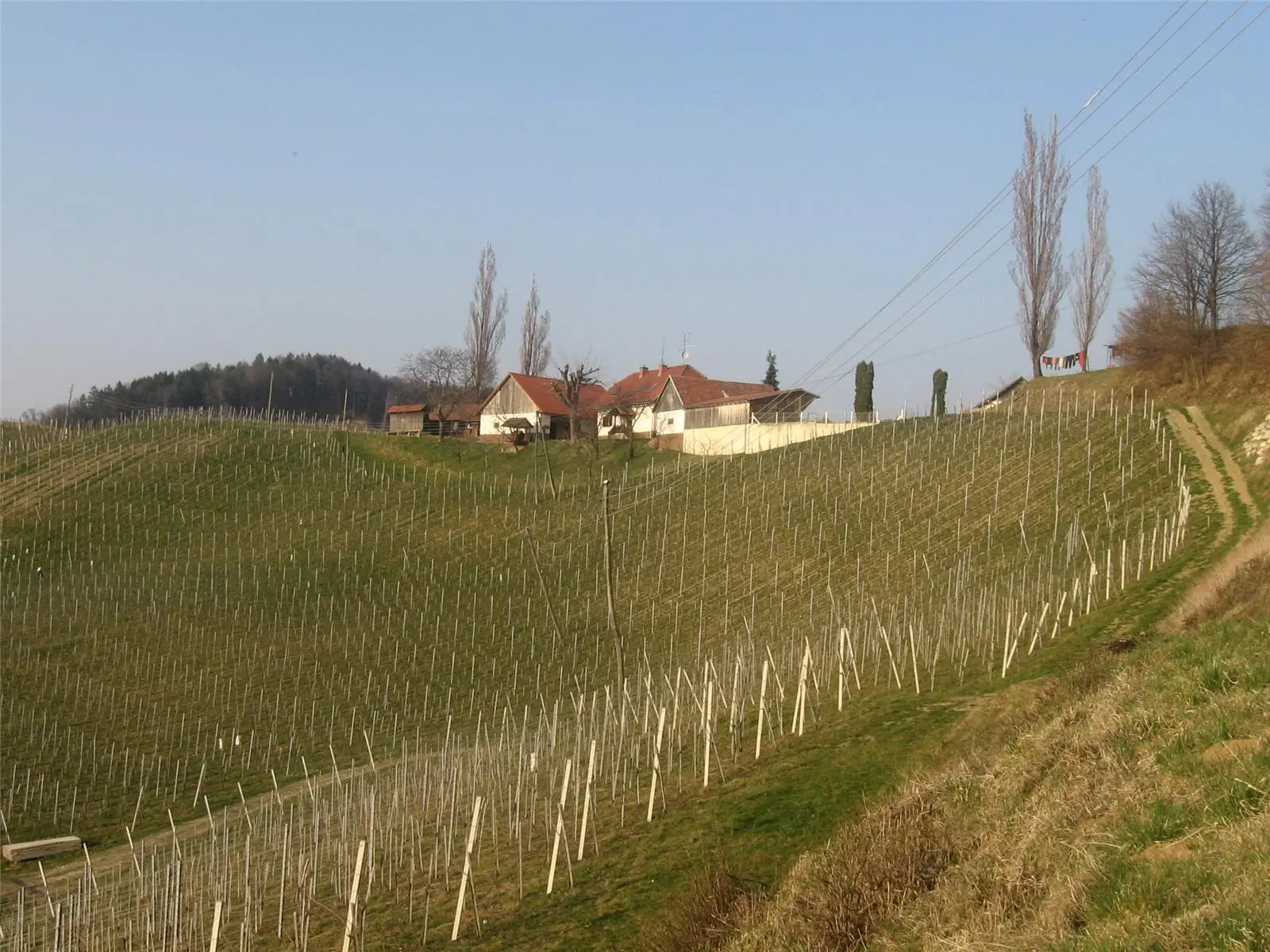 Vinogradnistvo Jarc Slovenia Slovenija Maribor Pohorje Milan Jarc 07