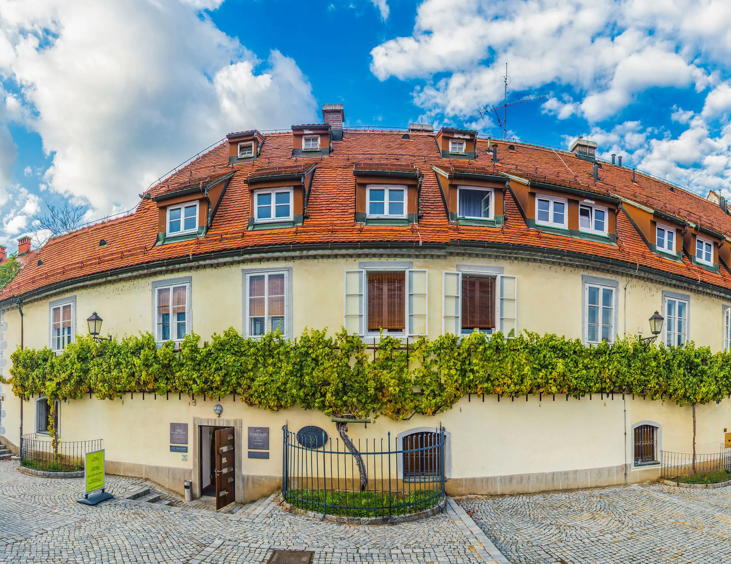 Stara Trta Worlds Oldest Vine Maribor Pohorje Slovenia Slovenija Klara Kulovec