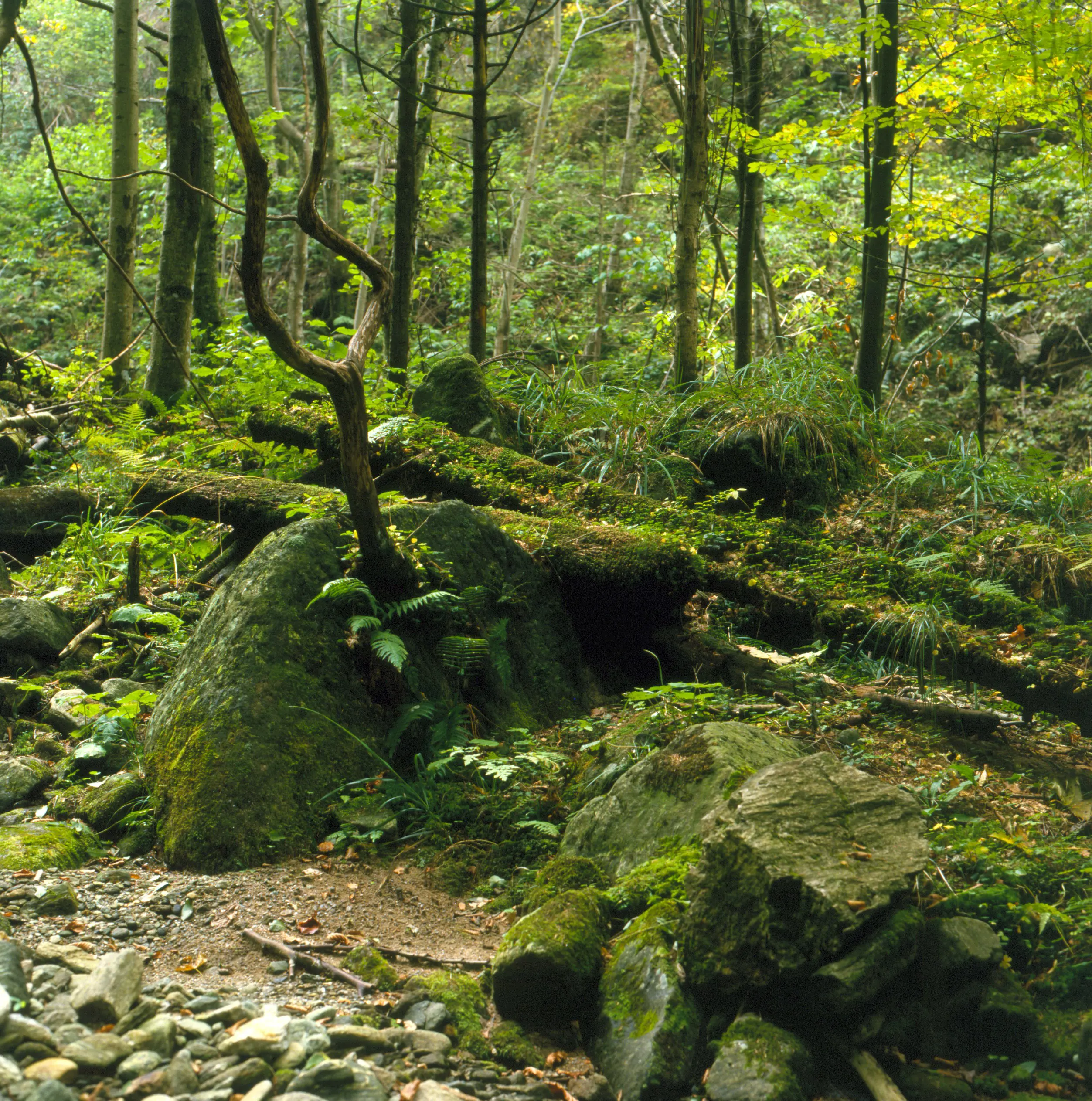 Lobnica Slovenia Slovenija Maribor Pohorje Jurij Pivka 3