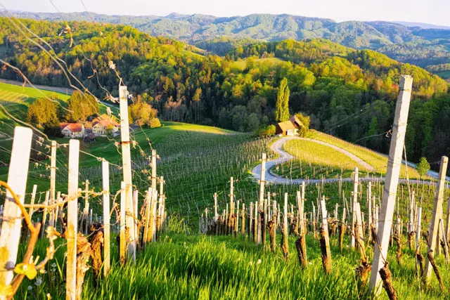 Vinska Cesta Srce Med Vinogradi Spicnik Svecina Maribor Pohorje Slovenija Slovenia Shutterstock Roman Babakin