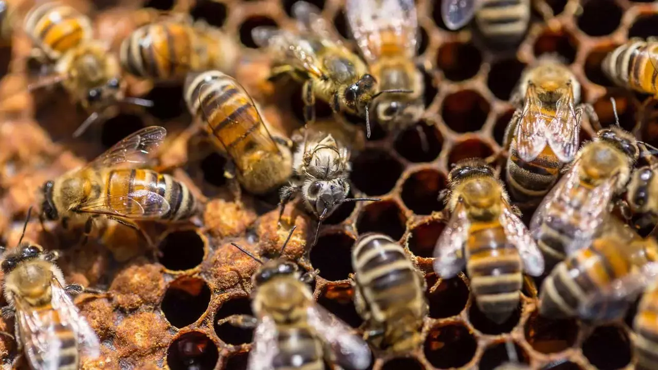 Bees