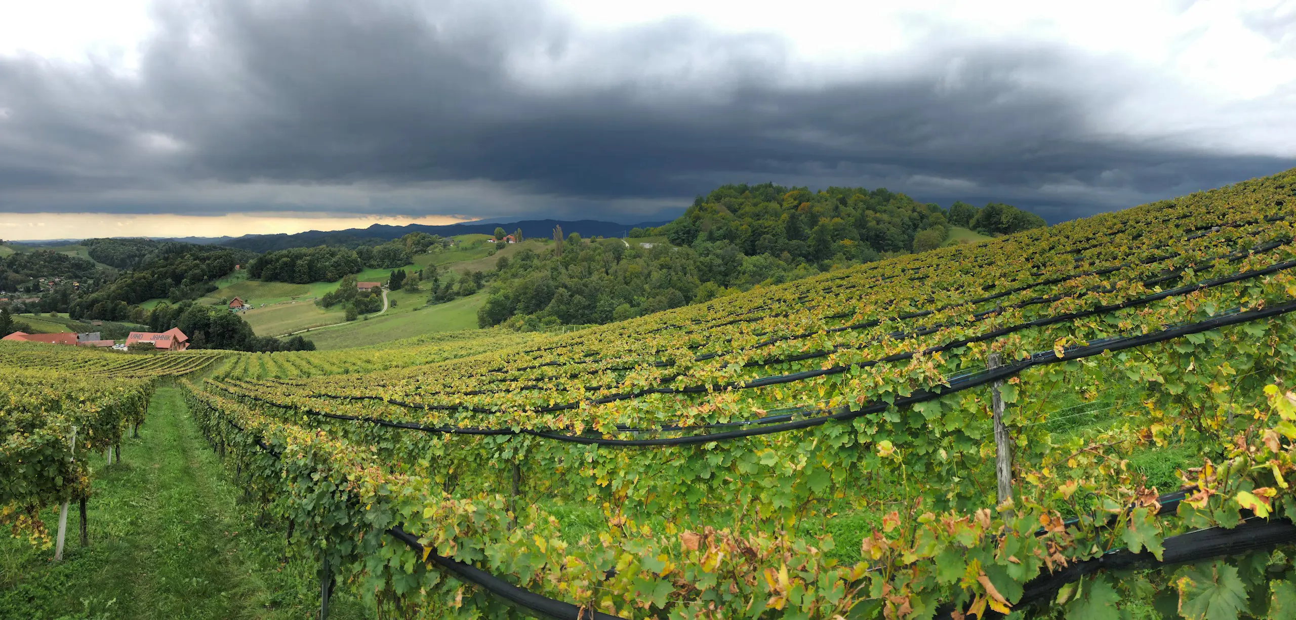 Vino Jamnik Maribor Pohorje Slovenija Slovenia Arhiv Vino Jamnik 4