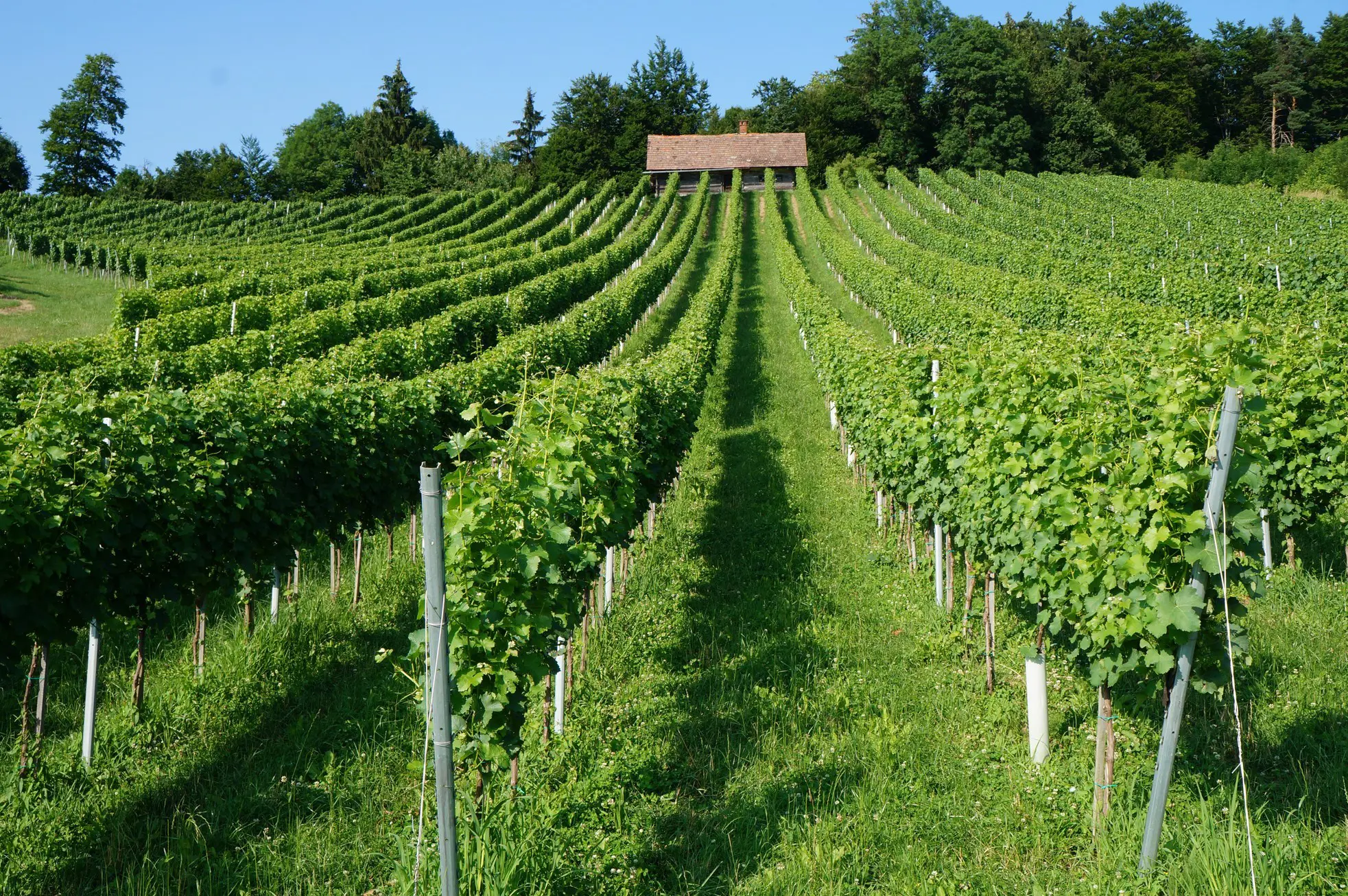 Vineyards