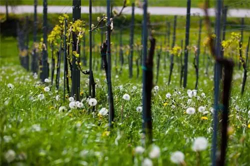 Vinogradnistvozorjanvinogradsloveniaslovenijamariborpohorjedomengroegl05